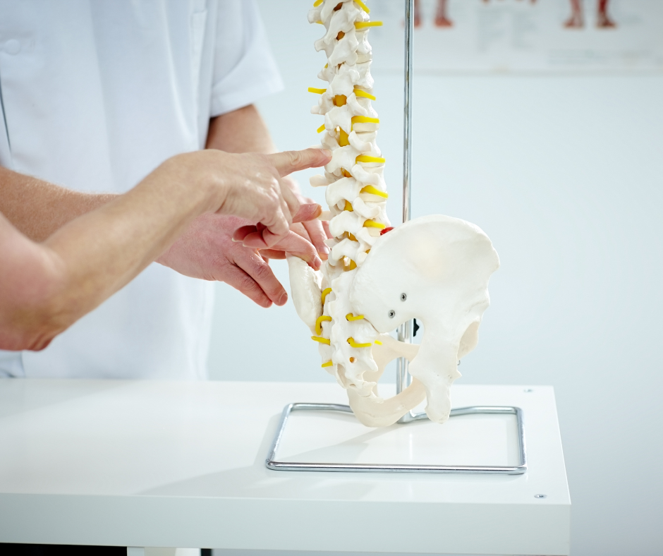 Image of a model of the spine and people pointing at it. 